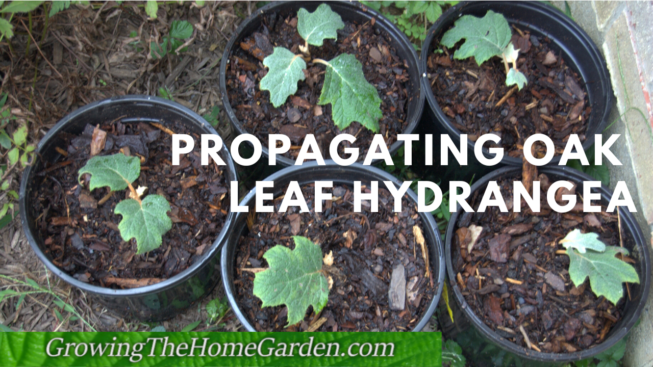 Propagating Oak Leaf Hydrangea - Cuttings