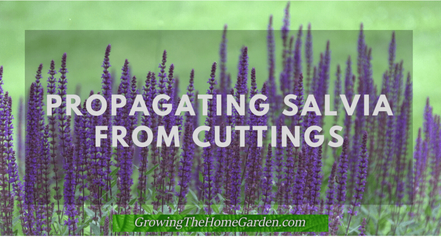 propagating salvia from cuttings