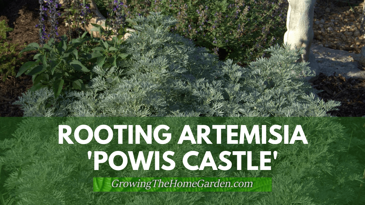 rooting Powis Castle artemisia