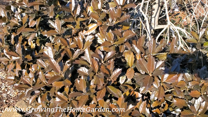 Winter Storm Cold Damage on Holly Shrubs
